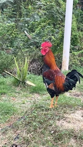Galo caipira mestiço porte grande