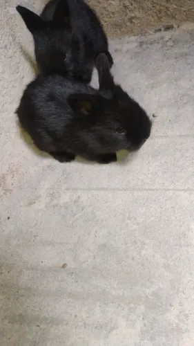 Coelhos Lionhead, coelhinhos de juba!