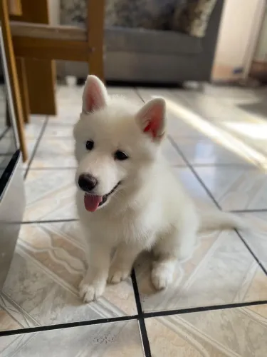 FILHOTE DE HUSKY SIBERIANO FÊMEA 