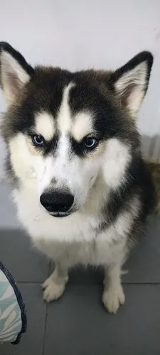 Huski siberiano