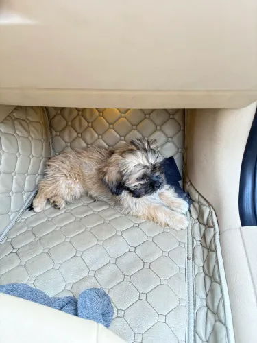 Doação cachorro shih tzu filhote
