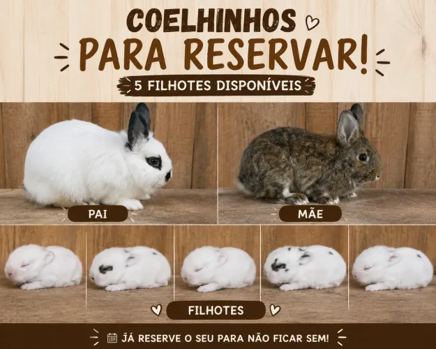 Coelhos para reservar 