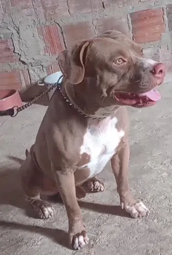 Doação ,Pit Bull  '10 meses'