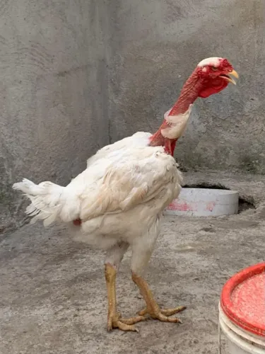 Vendas de frangos índio gigante e galinha polaca gigante