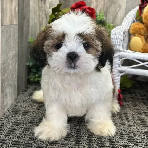 Shih tzu: Uma dose diária de fofura e lealdade