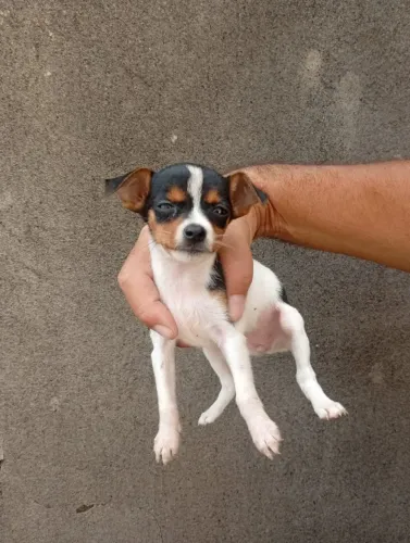 Pinscher Zero companhia ideal