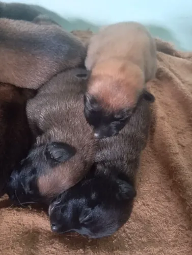 Filhotes de pastor belga malinois