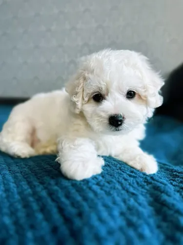 Poodle charmoso 