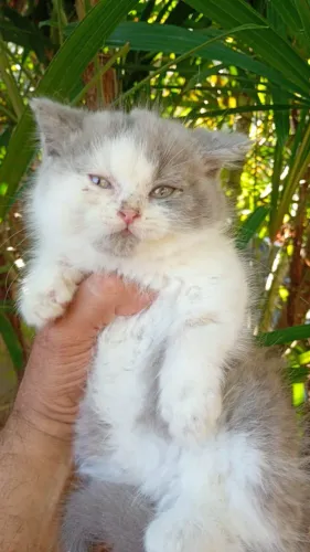 Gato briths shorter 