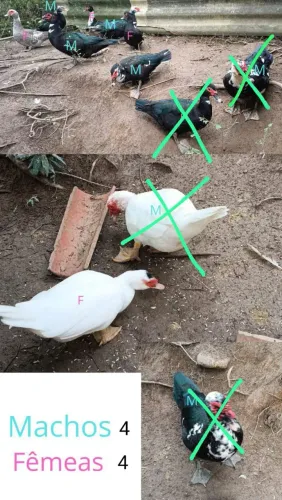 Vendo patos