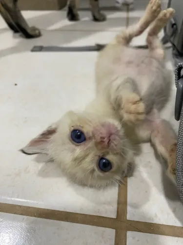 Gatinho peludo