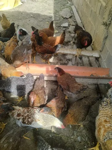 Frangas e galinha caipira.