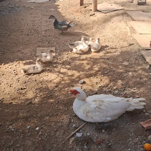 Lote de Patos Para Venda