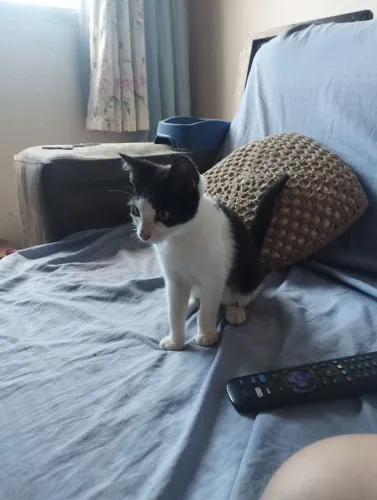 Doação de gatinho