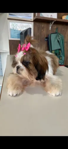 Shitzu Mini