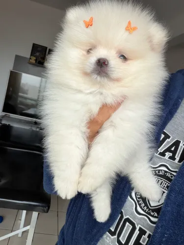 Lulu da Pomerânia anão fêmea 