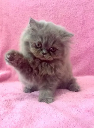 Gatos persa