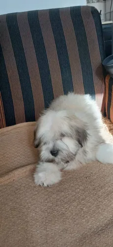 Filhote de lhasa apso