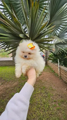 Lulu da Pomerânia macho. Baby face. Promoção