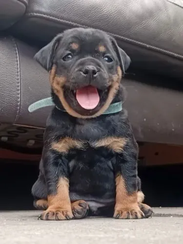 Rottweiler filhote forte