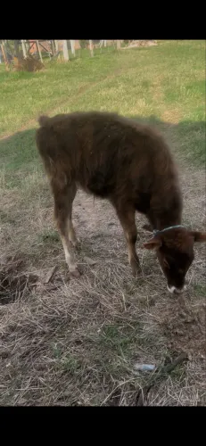Vendo terneiro macho inteiro