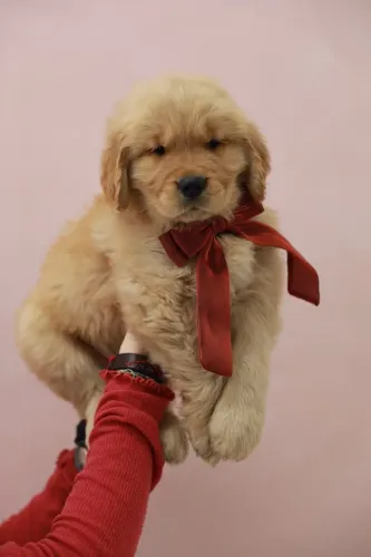 Fofura de Golden Retriever