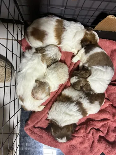 Shihtzu fêmea minúscula