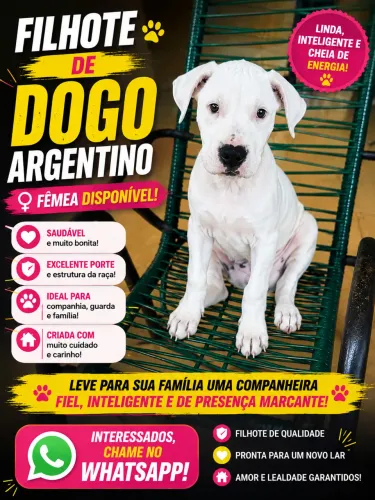 Dogo Argentino