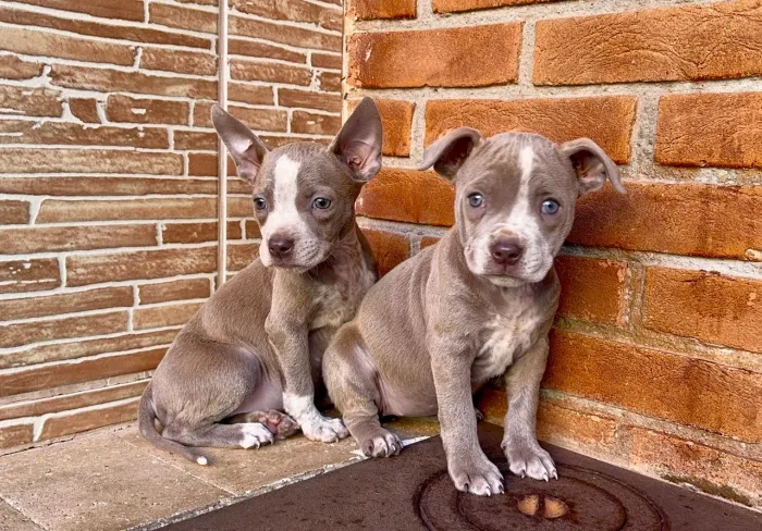 Filhote Pitbull vacinado entrega hoje