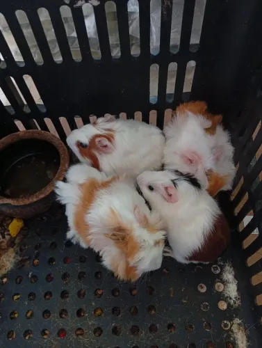 Porquinho da Índia filhotes peruano