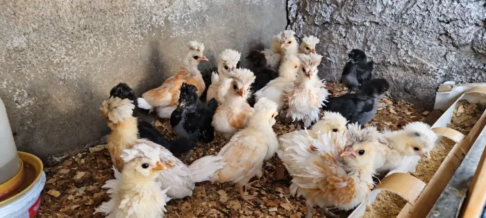 Pintinhos polonesas