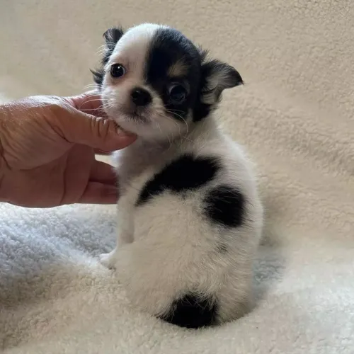 Chihuahua micro 