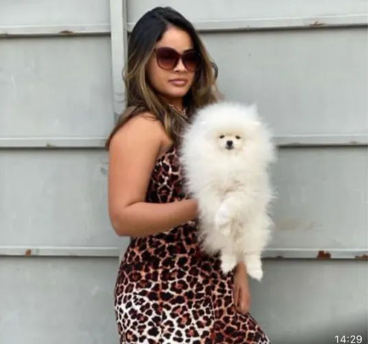 Spitz alemão ursinho,os mais lindos do Olx
