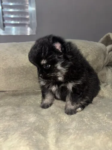 FILHOTE DE LULU DA POMERÂNIA