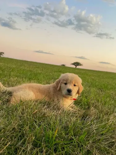 Cãozinho golden retriever saudável e brincalhão com garantia de saúde