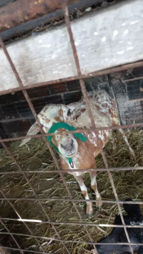 Vendo ovelha Santa Inês citada