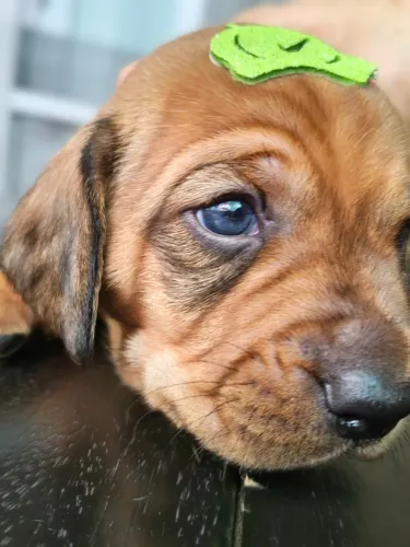 Filhotes de salsichinha (dachshund)
