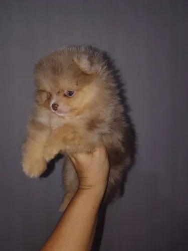 Spitz alemão machinho chocomerle anão urso