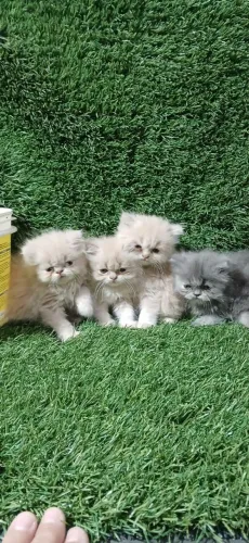 Gatas persa 