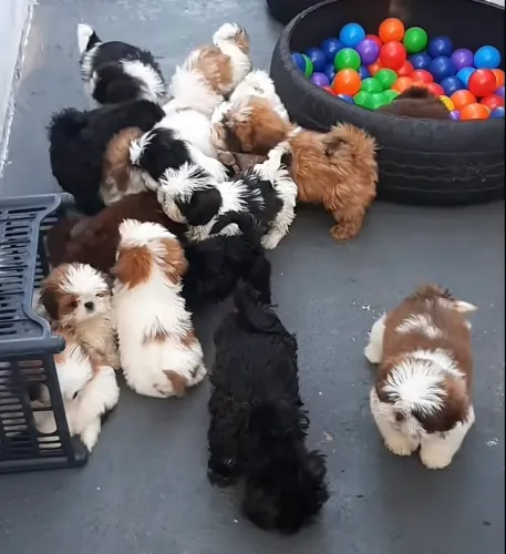 Procuro shihTzu fêmea