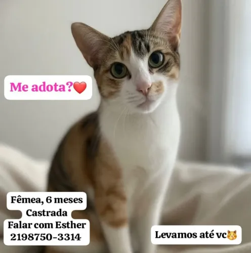 Gata para adoção