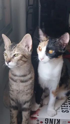 Doa-se gatas com 10 meses + caixas de transporte e guias