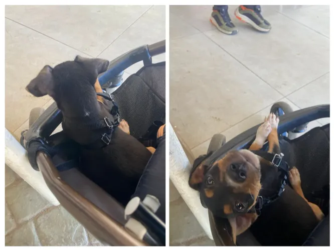 Animal cachorro doação