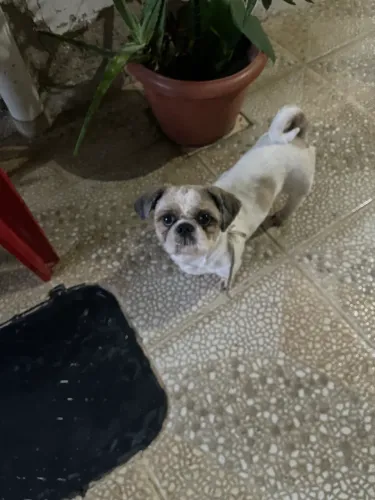 Shihtzu macho padreador 