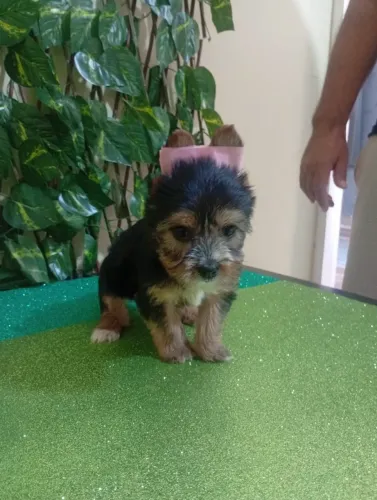 Yorkshire Terrier de Pequeno Porte