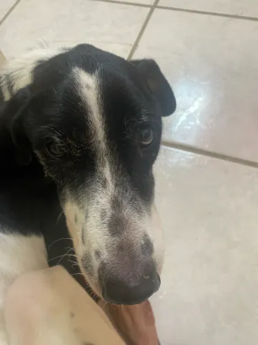 Doação de cão fêmea