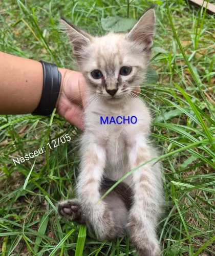 Gatinhos para adoção