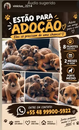 Doação de filhotes com urgência