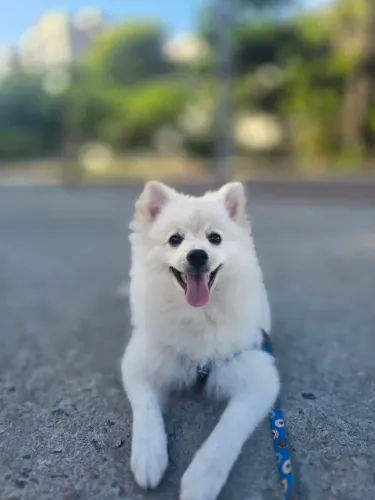 Spitz Alemão 