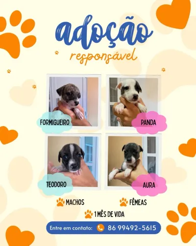 Cachorrinhos para adoção